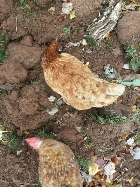 20161026_112947_richtonehdr