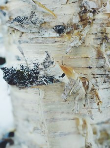 A birch
