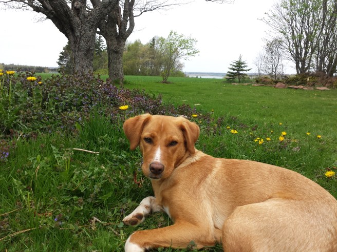 Henry among some of our dandelions last spring
