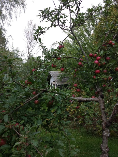 One of the apple trees