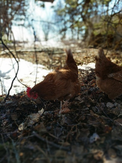 Chickens Free