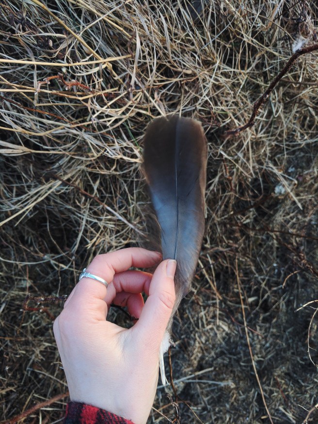 Goose Feather