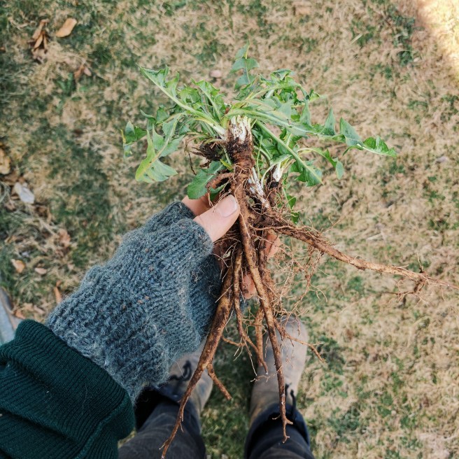 Dandelion Root