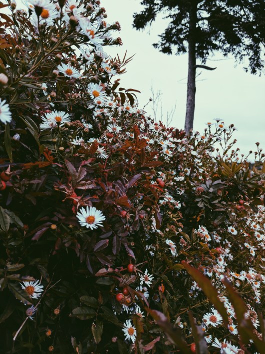 Processed with VSCO with p5 preset