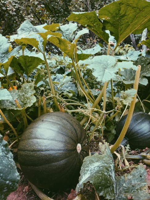 Processed with VSCO with p5 preset