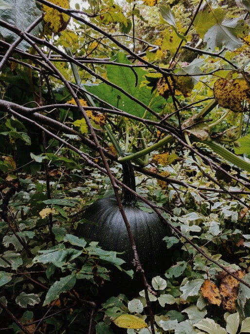 Processed with VSCO with m5 preset