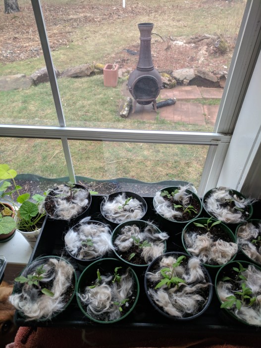 IMG_20180501_104906 (1)