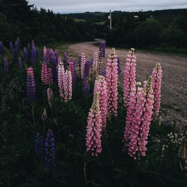 Lupins Nova Scotia