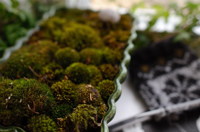 moss plant